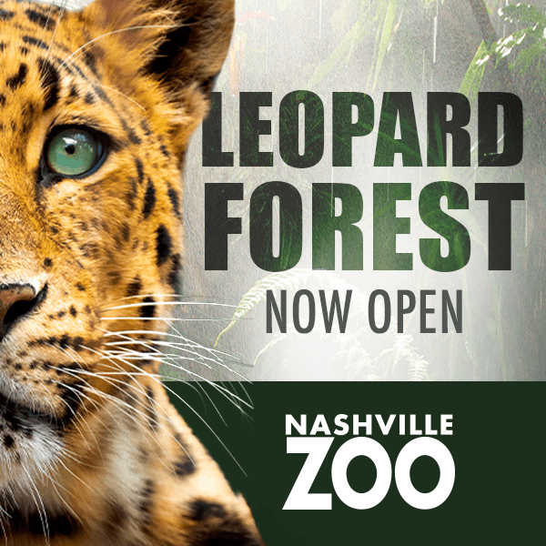 Spotted! Leopard Forest Now Open
